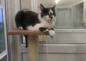happy cat sitting on perch