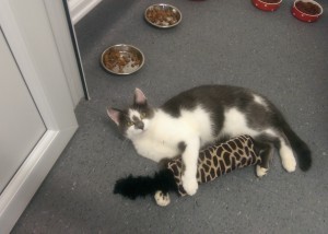 cat playing with toy in the cattery pen