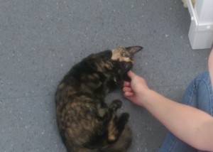 Flapjack enjoying playtime at Colliers Cattery